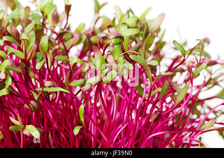 Red beetroot, fresh sprouts and young leaves. An edible vegetable, herb and microgreen. Also called beet and table, garden or red beet. Stock Photo