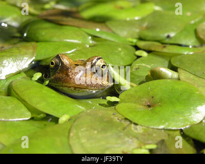 European Common Frog (Rana temporaria) floating in pond whilst hiding under green Hydrocharis morsus-ranae frogbit leaves, closeup
