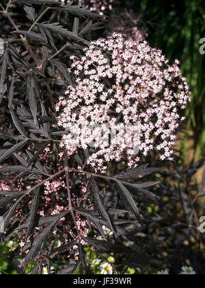 Sambucus nigra f. porphyrophylla 'Eva' Black Lace flowers growing in UK garden Stock Photo