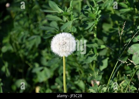 verblühter Löwenzahn auf der Wiese, Pusteblume