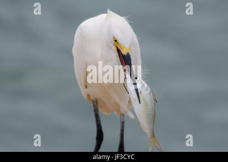 Snowy Egret eating a fish that has a fishing hook through it's mouth Stock Photo