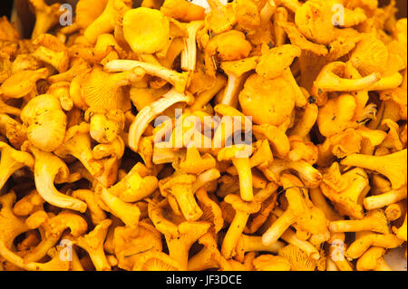 Fresh chanterelle mushrooms Stock Photo