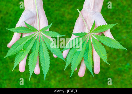 Two hands holding hemp leaves above grass Stock Photo