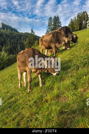 Brown cows in the alpine meadow at Engelberg on Switzerland Stock Photo ...