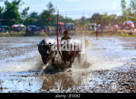 CHONBURI THAILAND - July 29 : Buffalo racing festival, which is held annually at Chonburi Province, Thailand. on July 29, 2016. Traditionally held by  Stock Photo