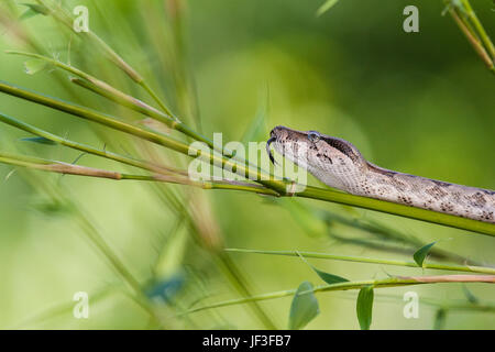 Red-tailed Boa, Boa constrictor imperator, at Gary Carter's in McLeansville, NC. Stock Photo
