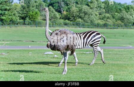 Picture with an ostrich walking on a grass field Stock Photo