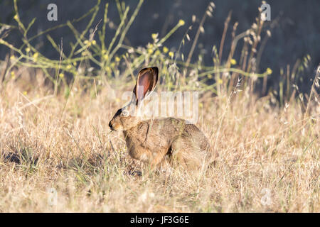 Alert Black-tailed Jackrabbit (Lepus californicus) Camouflaged. Stock Photo