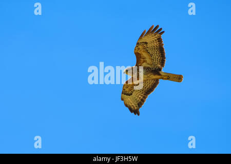 common buzzard Stock Photo
