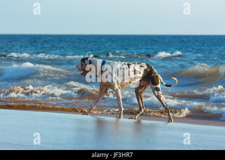 A great dane walking along the beach in Kihei on the island of Maui. Stock Photo