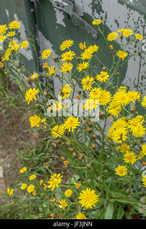 Yellow flowers and foliage of Hawkweed / Hieracium - believed to be a representative of the Hieracium umbellatum group (Umbellate Hawkweed). Stock Photo
