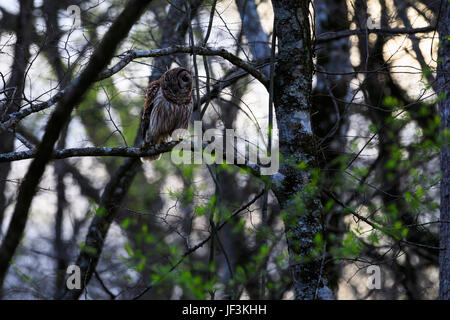 Henry Gray Hurricane WMA, March 2017,  Barred Owl, Strix Varia, perched on a tree limb in Bald Knob Federal Wildlife Reserve, in Bald Knob, Arkansas i Stock Photo