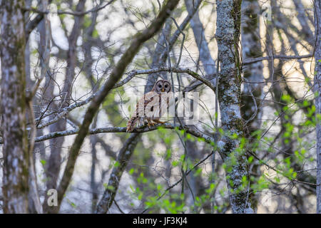 Henry Gray Hurricane WMA, March 2017,  Barred Owl, Strix Varia, perched on a tree limb in Bald Knob Federal Wildlife Reserve, in Bald Knob, Arkansas i Stock Photo