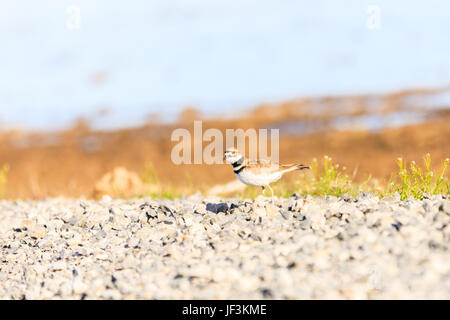 A Killdeer, Charadrius vociferus, preparing to nest along side a gravel road in Bald Knob National Wildlife Refuge. Stock Photo