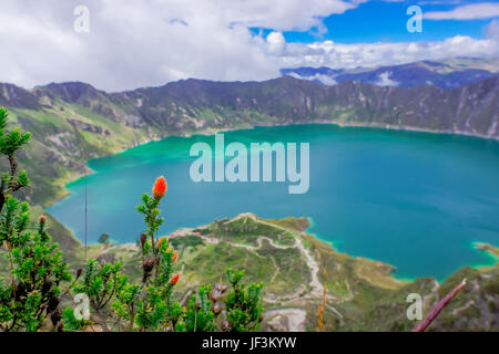 Beautiful andean plant chuquiragua, with an amazing view of lake of the Quilotoa caldera in the back. Quilotoa is the western volcano in Andes range a Stock Photo