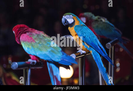 Parrots in the circus Stock Photo