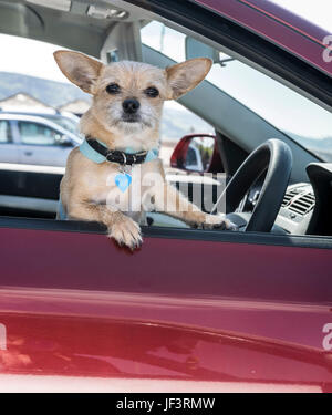 Small dog looking out of car drivers window Stock Photo