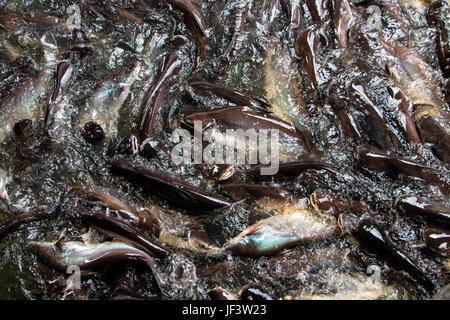 Image of Iridescent shark in river for background. Selective focus image. Motion blur image. Stock Photo