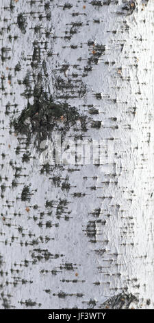 birch bark Stock Photo