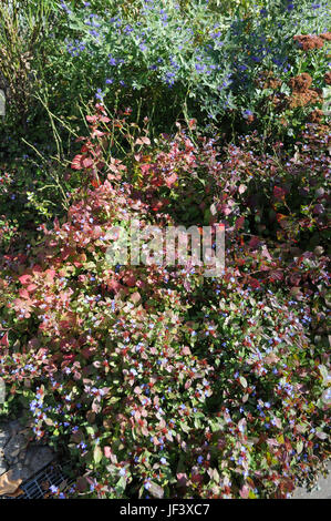 Ceratostigma plumbaginoides, Leadwort Stock Photo