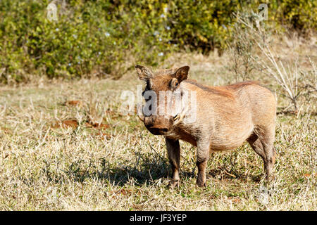 Warthog Standing and looking. Stock Photo
