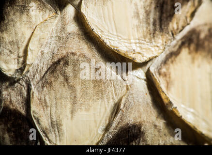 Texture of genuine snakeskin Stock Photo