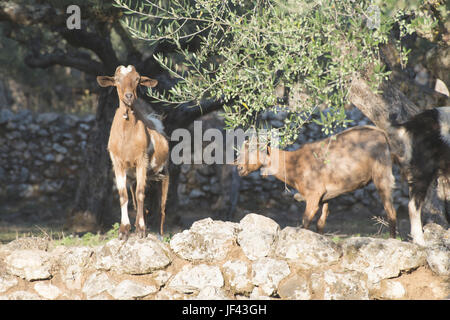 Tame goats among the olive trees Stock Photo