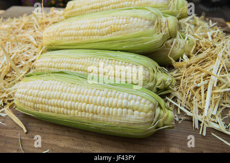 Fresh white  sweetcorn in their husks on a bed of straw Stock Photo