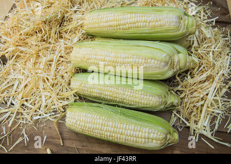 Fresh white  sweetcorn in their husks on a bed of straw Stock Photo