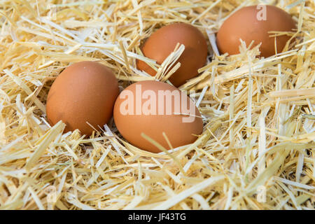 Fresh brown farm chickens eggs in a straw bed Stock Photo