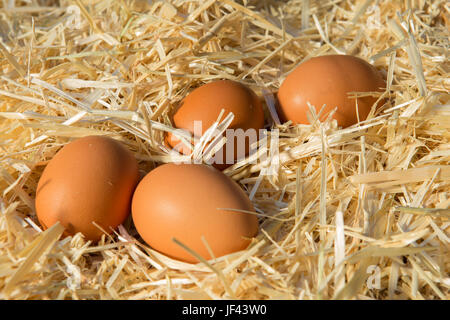 Fresh brown farm chickens eggs in a straw bed Stock Photo