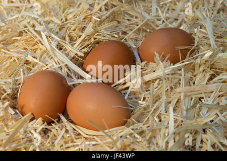 Fresh brown farm chickens eggs in a straw bed Stock Photo