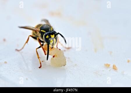 Good appetite of the wasp Stock Photo