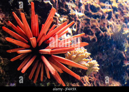 Red Pencil Urchin - (Heterocentrotus mamillatus) Stock Photo