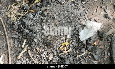 extinct embers from a fire in green forest. Stock Photo