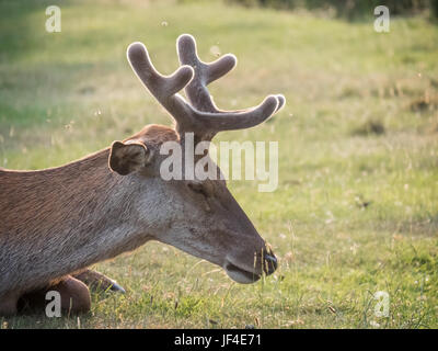 Resting young Red Deer (Cervus elaphus) stag growing velvet antlers in summer