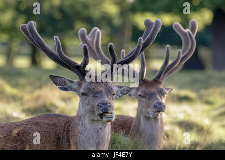 Two Red Deer stags (Cervus elaphus) growing velvet antlers in resting in grassy parkland in summer Stock Photo