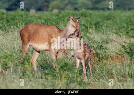 Red deer (Cervus elaphus) female hind mother and young baby calf having a tender bonding moment Stock Photo