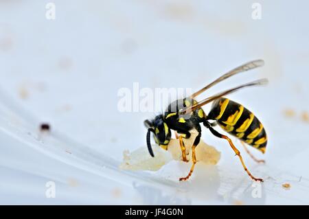 tormentor wasp Stock Photo