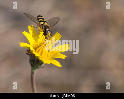 Hoverfly on a yellow flowe, Syrphus ribesii Stock Photo
