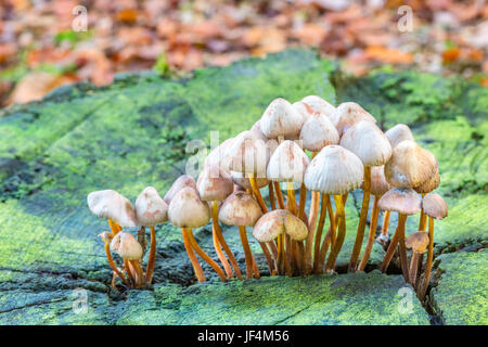 Group of mushrooms on green tree stump Stock Photo