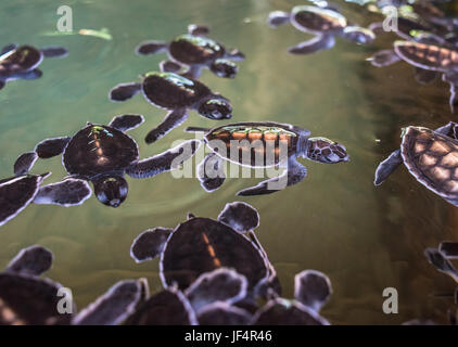 cute baby turtles swimming in the water Stock Photo