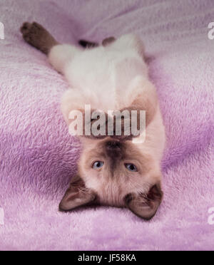 Siamese kitten upside down on a purple blanket, looking at the viewer with his paws in front of his nose Stock Photo