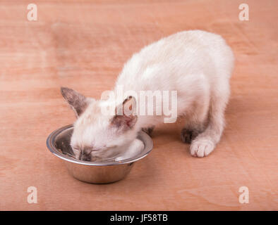 Tiny tortie point Siamese kitten eating from a silver bowl Stock Photo