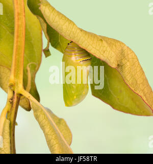 Monarch butterfly chrysalis right after pupation Stock Photo