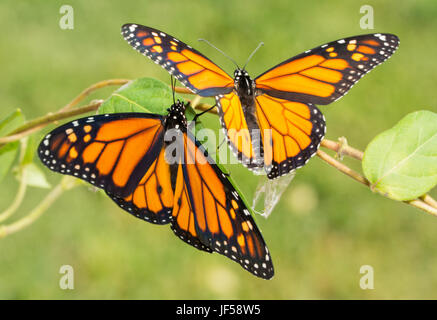 Two newly emerged Monarch butterflies getting ready to fly off for the first time Stock Photo