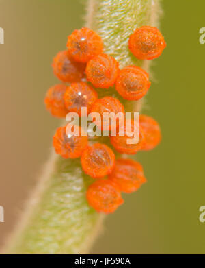 Cluster of Pipevine Swallowtail butterfly eggs on a Pipevine stalk Stock Photo