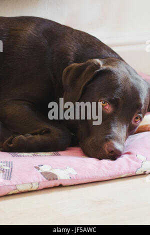 brown chocolate labrador laying on its bed, dog in a pink bed Stock Photo