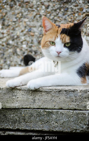 Cat with the jingle bell laying on the tiles against grey wall background. Stock Photo