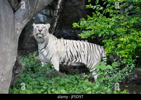 The world’s largest feline highly endangered in the wild, photographed in Thailand, here in a rare white anomaly Stock Photo